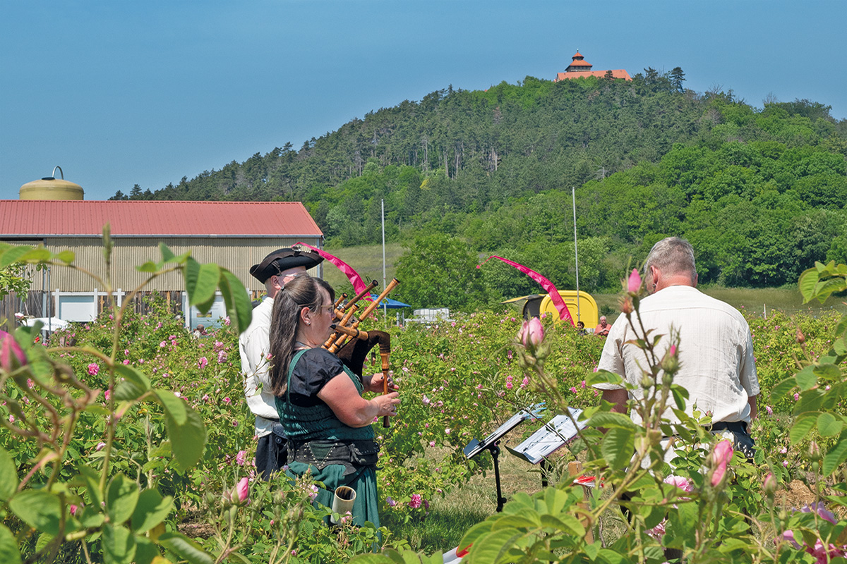 Burgen-Blick-Rosenrausch