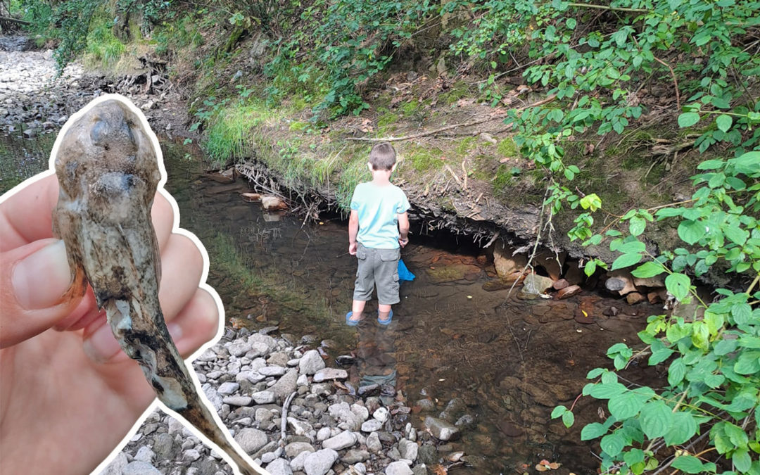 Die Apfelstädt braucht mehr Wasser