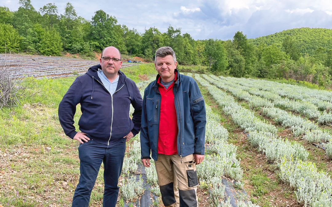 Bio Bergtee ist neues Produkt bei Oligri